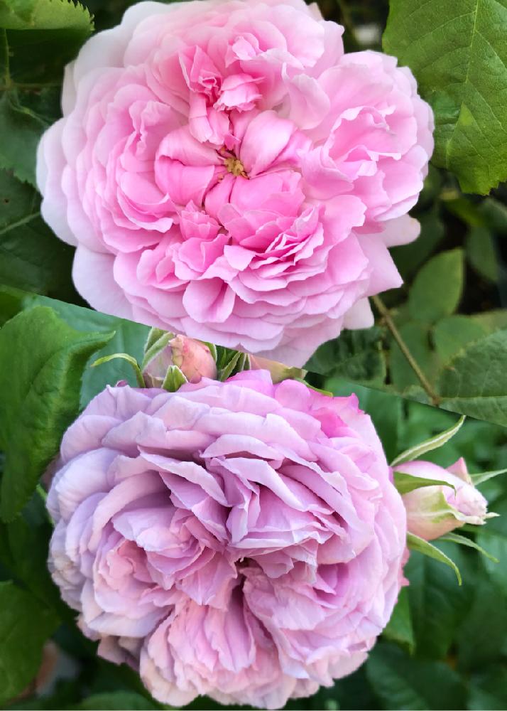 ばら バラ 薔薇の投稿画像 By 松ぼっくりさん 返り咲きとロゼットとブーケドゥシャルダンとウッドデッキとボタンアイとマイガーデンとバラ のある暮らしと美しい花と素晴らしい花とバラ 鉢植えと鉢植えと可愛いピンク色 とバラ ポートランド形 2018月5月6日