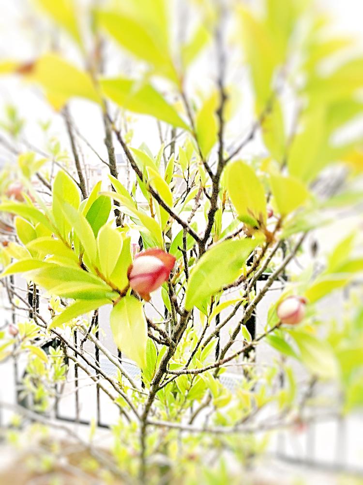 カラタネオガタマポートワインの投稿画像 By Yusukeさん ナチュラルガーデンとピンクと庭木と花のある暮らしとカラタネオガタマ 18月5月6日 Greensnap グリーンスナップ