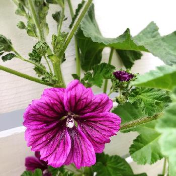 アルテアの投稿画像一覧 Greensnap グリーンスナップ