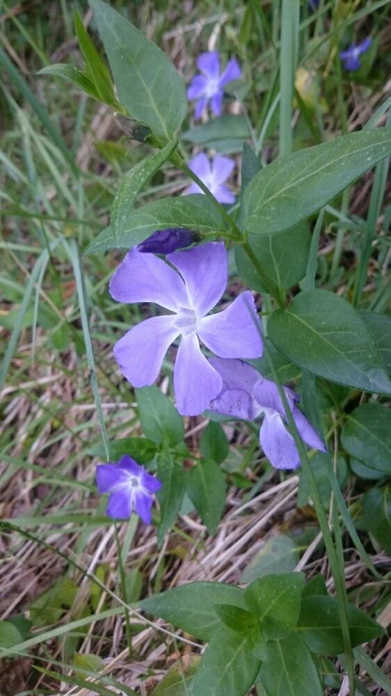 トップ100 野草 紫の花 最高の花の画像