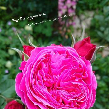 ゆうぜん♥️の画像 by ＹＵＭＩＫＯさん | 小さな庭とスマホ撮影と薔薇愛同盟と花が好き❤と薔薇に魅せられてと植中毒とゆうぜん♥️と薔薇が好き❤と鉢植えと花のある暮らし