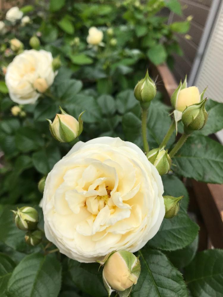 つるバラ アルテミスの投稿画像 By じんこさん 花のある暮らしと薔薇愛同盟と嬉しいといい香り 18月5月7日 Greensnap グリーンスナップ