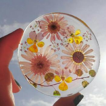 コースターの投稿画像一覧 Greensnap グリーンスナップ