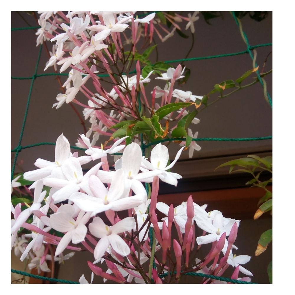 ジャスミンの投稿画像 By イチさん 白い花と良い香りと花のある暮らし 18月5月7日 Greensnap グリーンスナップ