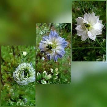 ニゲラのお花の画像 by もんもんチャンさん | 広い庭とキュンキュン乙女倶楽部とHTCとキンポウゲ科♡とニゲラのお花