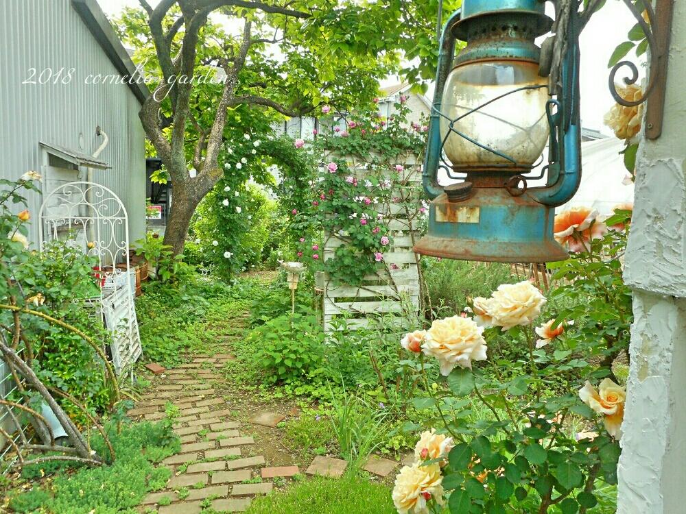 セダムの投稿画像 By コーネリアさん ピースとつるアイスバーグとバラ カラメラとバラ シャンテロゼミサトとセダム属と植物のある暮らしと薔薇愛同盟とdiyパーゴラとお庭の花たちと花のある暮らしとローズガーデンとかわいいな といい香り 18月5月7日