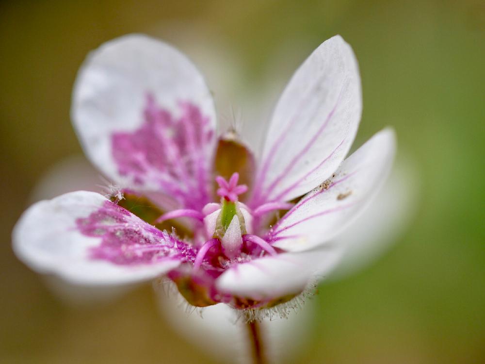 春のお花の投稿画像 By ヒトリシズカさん かわいい とはなはなと春の草花と花のある暮らしとかわいいとかわいいな とかわいい花 2018月5月7日 Greensnap グリーンスナップ
