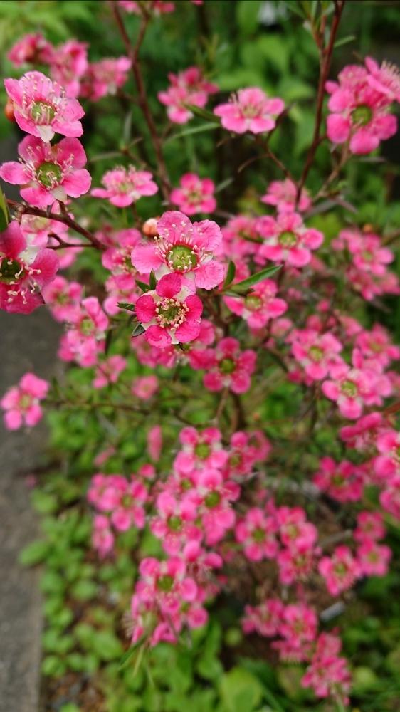 ギョリュウバイの投稿画像 By Miccoさん ギョリュウバイ ビーナスと花のある暮らしと今日の一枚とお気に入りとピンク色の花 18月5月7日 Greensnap グリーンスナップ
