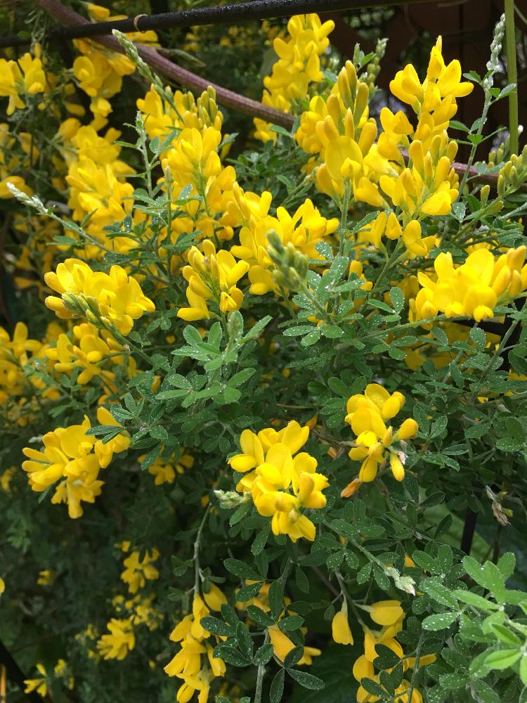 エニシダの投稿画像 By 花庭さん 黄色植物 コンテストと咲いた と花のある暮らしと今日のお花 18月5月 7日 Greensnap グリーンスナップ
