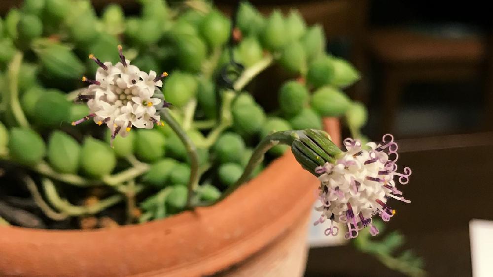 ピーチネックレスの投稿画像 By ともっち さん ピーチネックレス とかわいい多肉とgs日和とタニラーと鉢植えと育てやすい多肉植物と小花と花のある暮らし 18月5月7日 Greensnap グリーンスナップ