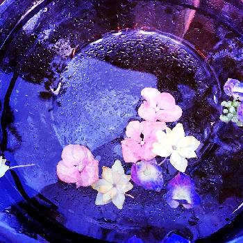 硝子の花 の投稿画像一覧 Greensnap グリーンスナップ