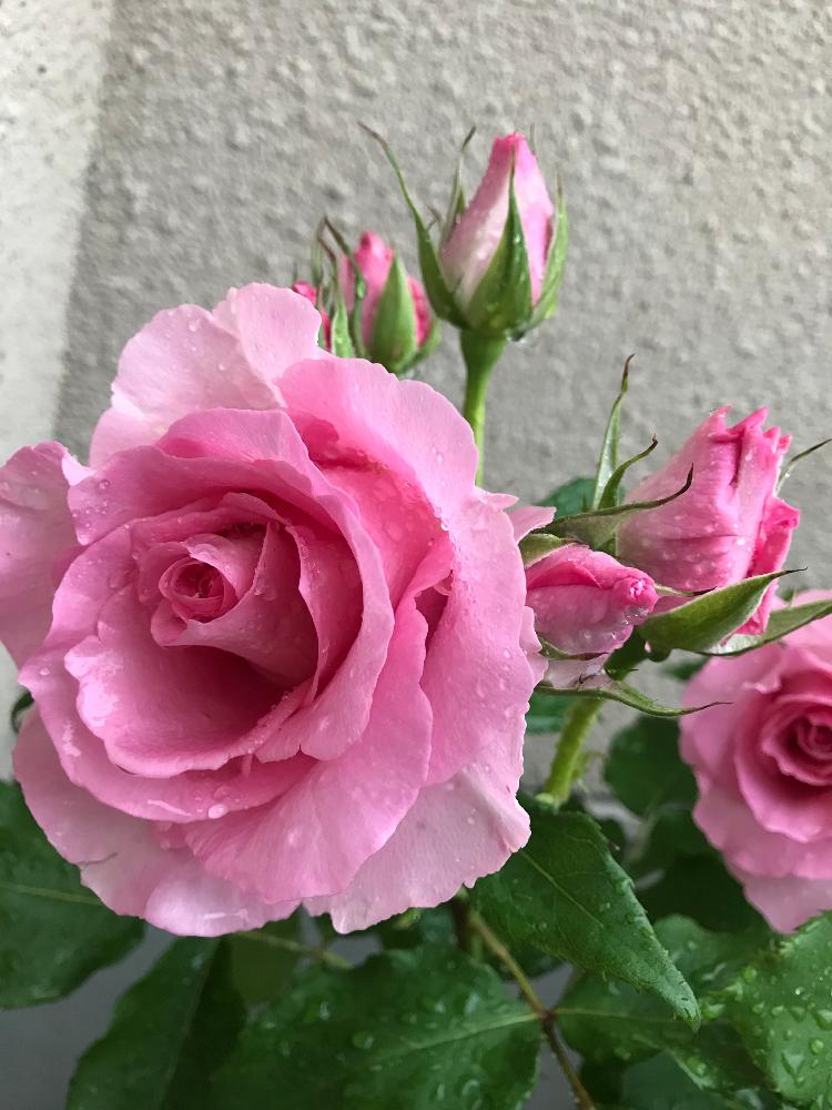 ティファニーの投稿画像 By Hiro 151e さん ばら バラ 薔薇とおきにいりとピンクとお庭の植物と薔薇 とかわいいな 18月5月7日 Greensnap グリーンスナップ