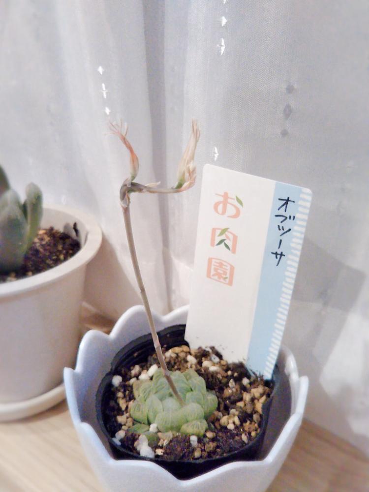 ハオルチア オブツーサの投稿画像 By たごごさん 花芽と多肉初心者と多肉植物 18月5月7日 Greensnap グリーンスナップ