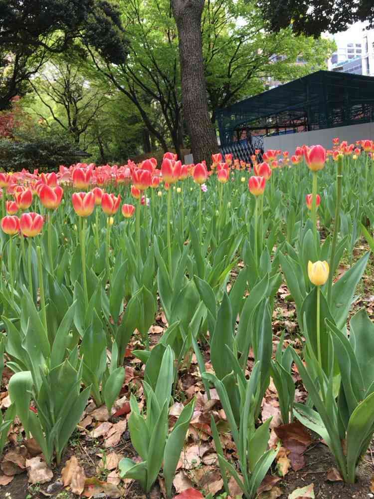 ジニさんの横浜公園への投稿