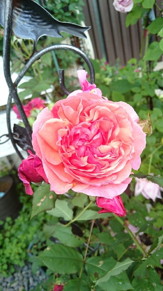 ラデュレの投稿画像 By マカロンさん ギヨーと薔薇 18月5月8日 Greensnap グリーンスナップ