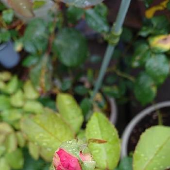 ティファニー薔薇の画像 by なぁさんさん | 小さな庭とティファニー薔薇と花のある暮らし