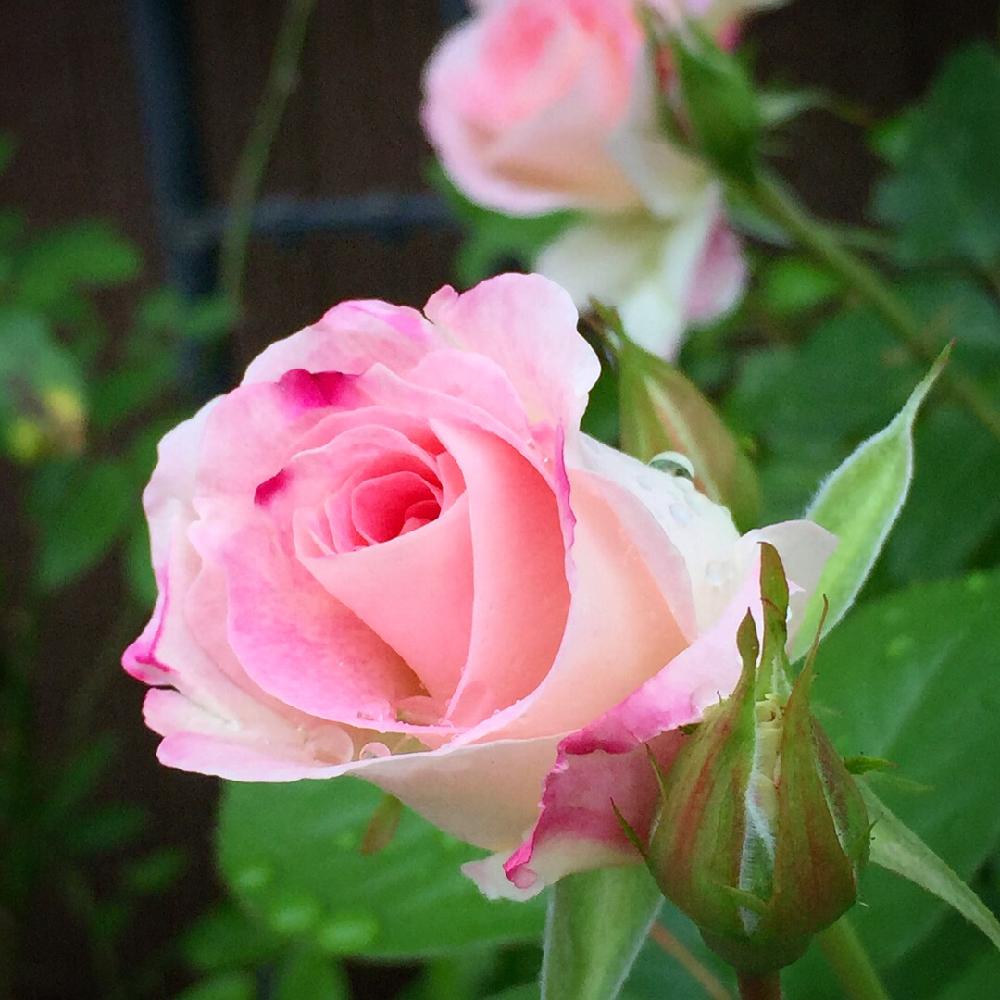 マチルダの投稿画像 By じゅんのすけさん 花のある暮らしとバラを楽しむと花壇の記録用とバラが咲いたと自慢のバラコンテスト18 18月5月8日 Greensnap グリーンスナップ