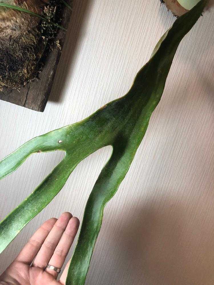 ④ビカクシダ P. veitchiiについて🦊🌿|🍀GreenSnap(グリーンスナップ) ④ビカクシダ P. veitchiiについて🦊🌿|🍀GreenSnap(グリーンスナップ)