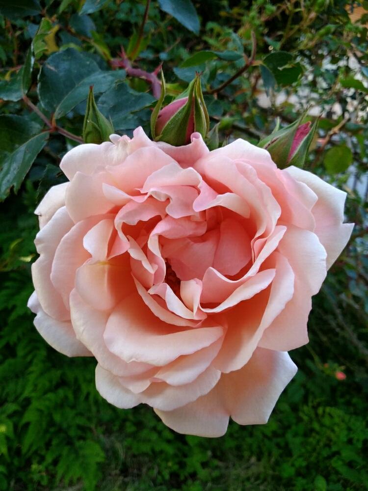 薔薇の投稿画像 By しまくまさん 花のある暮らしとgs植物うちなーぐち会とつるバラとキングギドラ 18月5月8日 Greensnap グリーンスナップ
