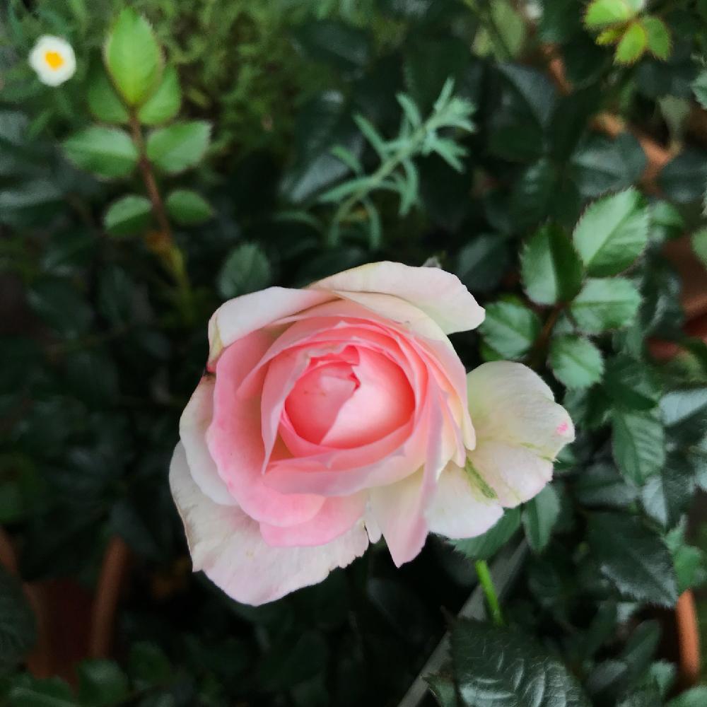 ミニバラの投稿画像 By Mauさん ピンクの花と季節の花と植中毒とピンクと鉢植えと花のある暮らしとバラ ミニバラと色変わり 18月5月8日 Greensnap グリーンスナップ