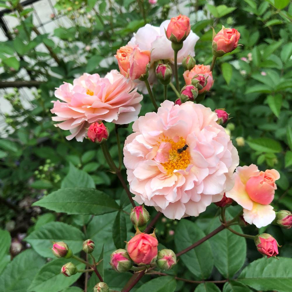 つるバラ コーネリアの投稿画像 By Makiさん 薔薇愛同盟と庭の花とコーネリアと薔薇に魅せられてとつるバラと庭の植物と植中毒とバラ オールドローズとガーデニングと花のある暮らしと薔薇 とバラ ミニバラとロザリアン 18月5月8日 Greensnap グリーンスナップ