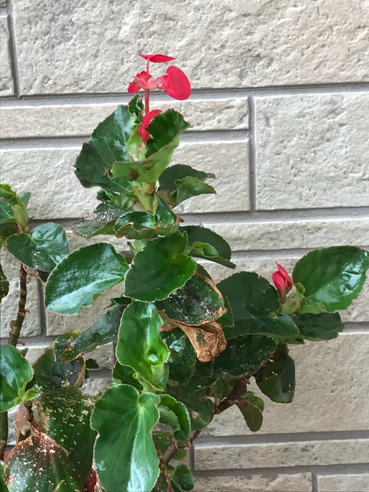 ベゴニアワッパーの投稿画像 By Frillさん 非耐寒性と赤い花と鉢植え 18月5月8日 Greensnap グリーンスナップ