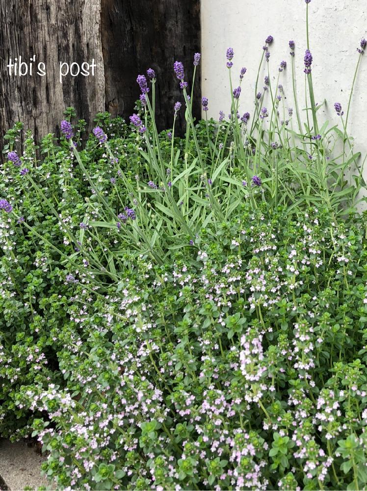 タイムの投稿画像 By Tibiさん ラベンダーとラベンダー センティヴィアと花のある暮らしと花壇とナチュラルスタイル 18月5月8日 Greensnap グリーンスナップ
