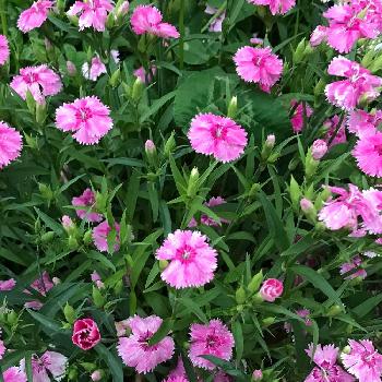 ただいま！の画像 by Angela350さん | 広い庭とナデシコと花好き(^_^)vとピンクの花とにぎわいとただいま！と色鮮やかとあざやかとはなやかと咲き広がりとかわいい花