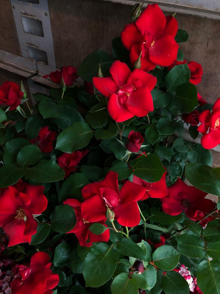 つるバラ アルテシモの投稿画像 By Marianachさん 大輪と一重咲きと赤い花と大輪と一重咲きと赤い花 18月5月8日 Greensnap グリーンスナップ Greensnap グリーンスナップ