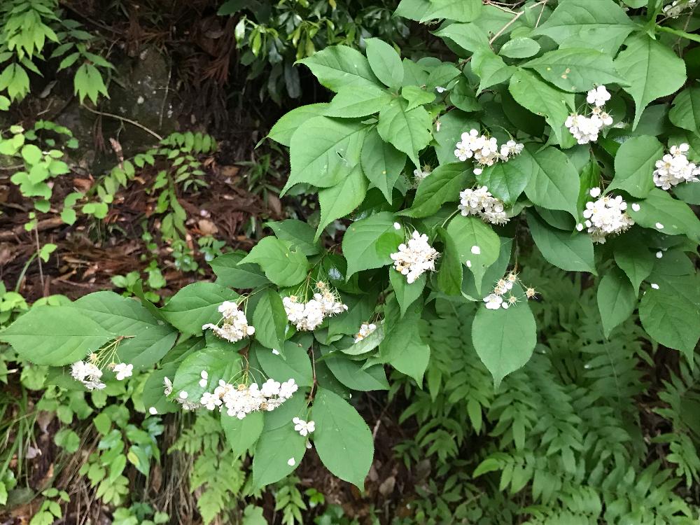 カマツカの投稿画像 By ゆきりんさん 花のある暮らしと自然の中で 18月5月8日 Greensnap グリーンスナップ