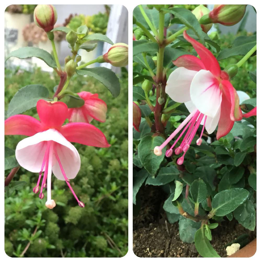 フクシアの投稿画像 By こっしーさん フクシア プーニーと植物のある暮らしとピンクの花と癒しとgs映えと美しいと鉢植えと成長記録と12月生まれ と花 のある暮らしとかわいいな とやっと出会えた と女王のイヤリングと赤い花 18月5月8日 Greensnap グリーン