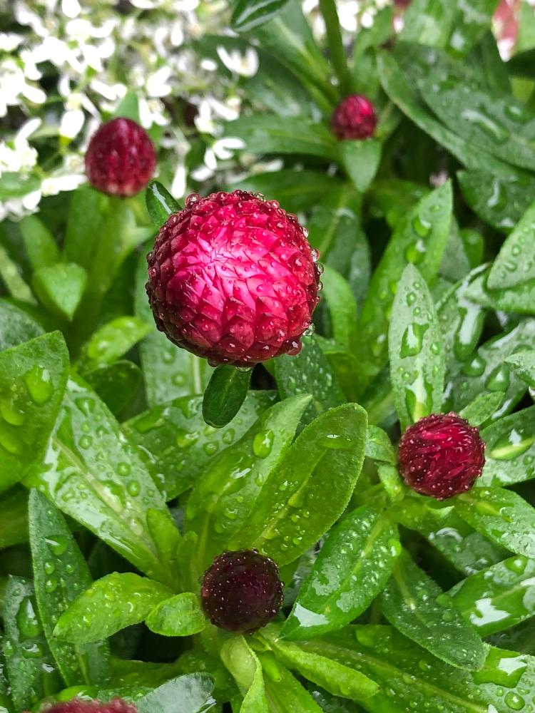 美しい花の画像 驚くばかり花 ヘリクサム