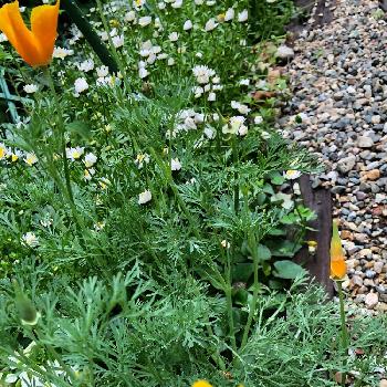 こぼれ種で毎年咲く小花の投稿画像一覧 Greensnap グリーンスナップ