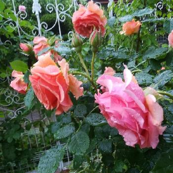 バラ 杏奈の投稿画像一覧 Greensnap グリーンスナップ