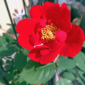 ドルトムントの画像 by ブロッコリーさん | 小さな庭と名前を教えて！とドルトムントとバラ＊サラバンドとばら バラ 薔薇と今年で終わりとレッドコートとつるバラと20年目のバラとガーデニングと花のある暮らしと庭の宿根草