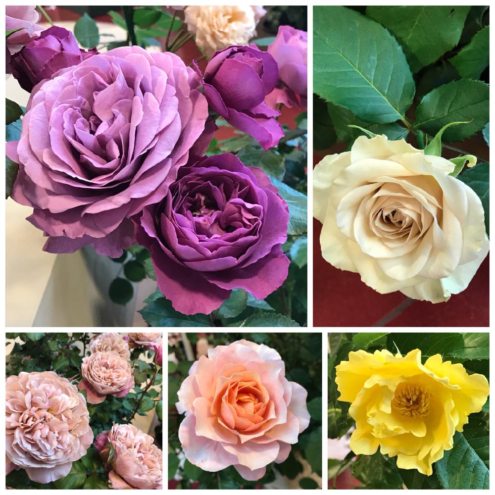 プラムパーフェクトの投稿画像 By ひろちゃんさん ブロドリーとラテラスとピエール エルメとレモン フィズとみなとみらいとばら バラ 薔薇と横浜と神奈川県の風景と18ローズコレクションとバラとお出かけ先とみなとみらいとばら バラ 薔薇と横浜と神奈川県の風景と18