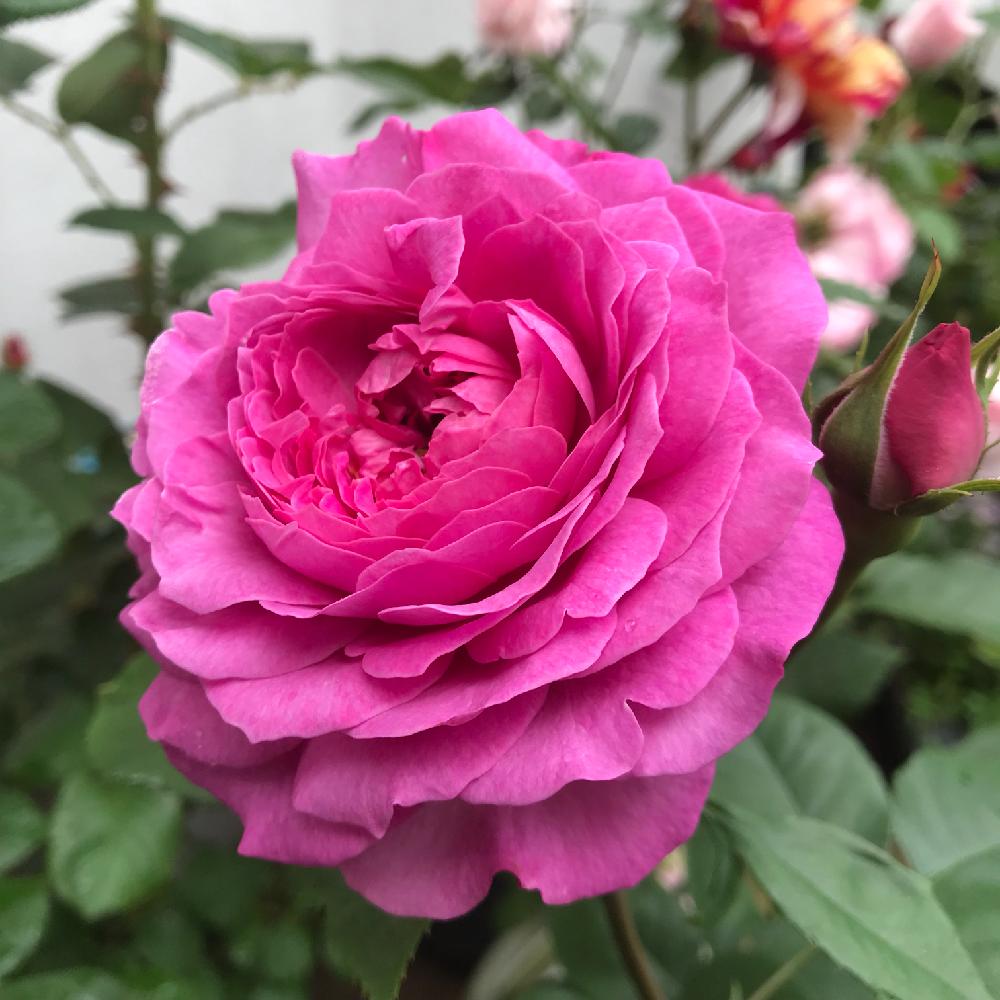 バラ フィネスの投稿画像 by たえさん｜スマホ撮影と小山内健と華やかとGS映えと上品といい香りとローズカラーと花のある暮らしと薔薇♪と
