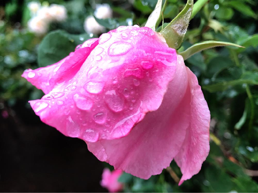 ばら バラ 薔薇の投稿画像 By Ikuchanさん 雨のしずくと薔薇 スパニッシュビューティーと花のある暮らしと花びらとしずく 18月5月9日 Greensnap グリーンスナップ