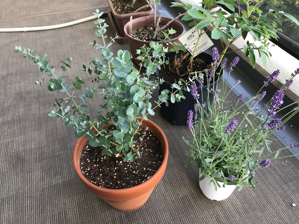 ユーカリの投稿画像 By ぽりんさん ラベンダーと芍薬と初心者と植中毒と新入りとハーブと花のある暮らしとバルコニストと初投稿と鉢植え 18月5月9日 Greensnap グリーンスナップ