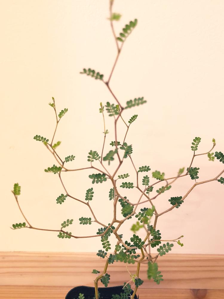 ソフォラ リトルベイビーの投稿画像 By 花さん 18月5月9日 Greensnap グリーンスナップ Greensnap グリーンスナップ