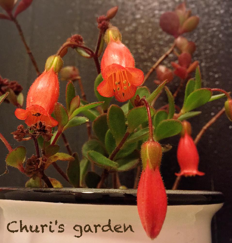 紅ちょうちんの投稿画像 By ちゅりさん ベニチョウチンと多肉植物とたにくと多肉大好きと多肉ちゃんと植中毒と今日の一枚と多肉女子とタニラーと花 のある暮らしとかわいいな とタニクちゃんと多肉多肉多肉と紅提灯 18月5月9日 Greensnap グリーンスナップ