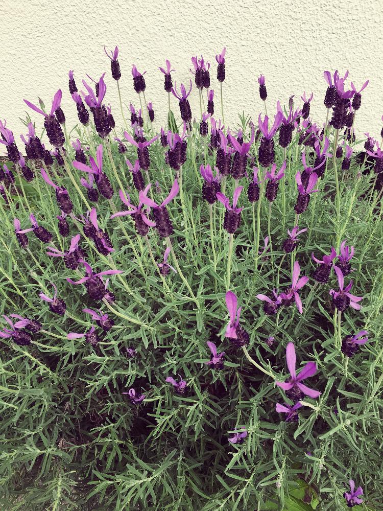 イングリッシュラベンダーの投稿画像 By めいちゃんさん 華やかと紫色の花とgs映えとgs日和と花のある暮らし 18月5月9日 Greensnap グリーンスナップ
