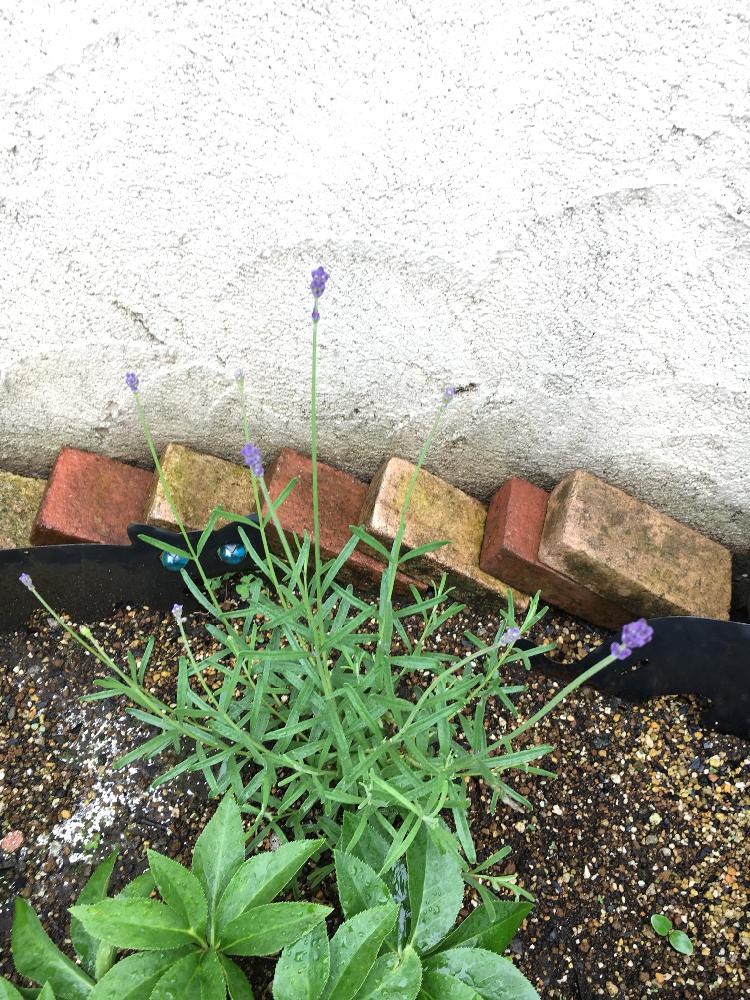 イングリッシュラベンダーの投稿画像 By Bluestarさん クリスマスローズとクリスマスローズの双葉と花のある暮らしと植中毒 18月5月9日 Greensnap グリーンスナップ