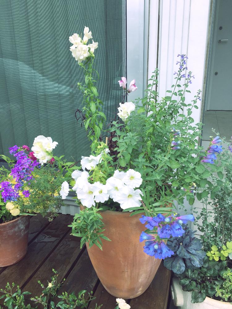 ペチュニアの投稿画像 By 隙間ガーデニン さん キャットミントとペンステモン エレクトリックブルーと宿根バーベナとキンギョソウとキンギョソウ ブロンズドラゴンと隙間 と寄せ植えとお気に入り と青い花とまだまだ咲きますと宿根と成長記録と白い花と紫の花 18月