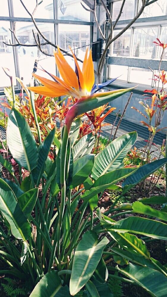 ストレリチア 極楽鳥花の投稿画像 By Harkaさん 南国と花のある暮らしと植物園と花はいいねぇと地植えとcolorful とオレンジとイエロー 18月5月9日 Greensnap グリーンスナップ