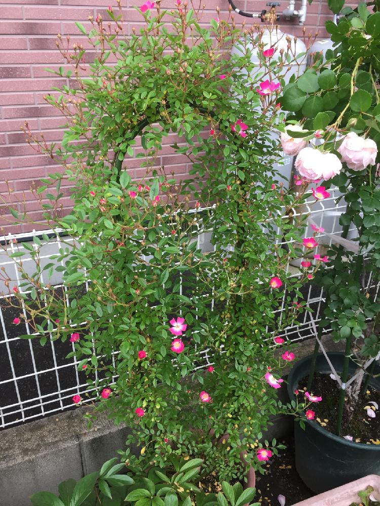 薔薇安曇野の投稿画像 By 通りすがりさん バラを楽しむと花のある暮らし 18月5月9日 Greensnap グリーンスナップ