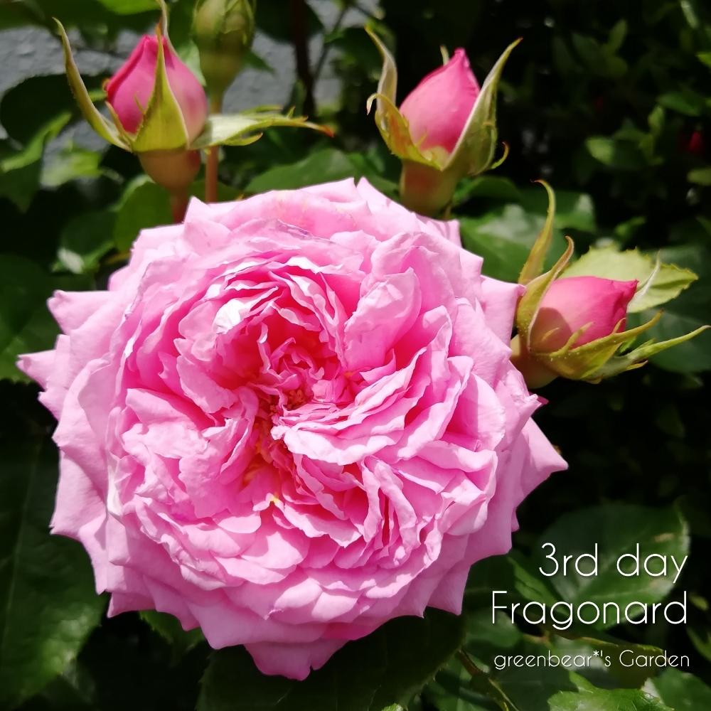 フラゴナールの投稿画像 By Greenbear さん バラとデルバール ズヴニール ダムールシリーズと薔薇愛同盟と薔薇に魅せられてとバラ のある暮らしと植中毒と薔薇が好き と多肉女子とデルバールと成長記録といい香りと花のある暮らしと薔薇 とかわいいな とロザリアンと