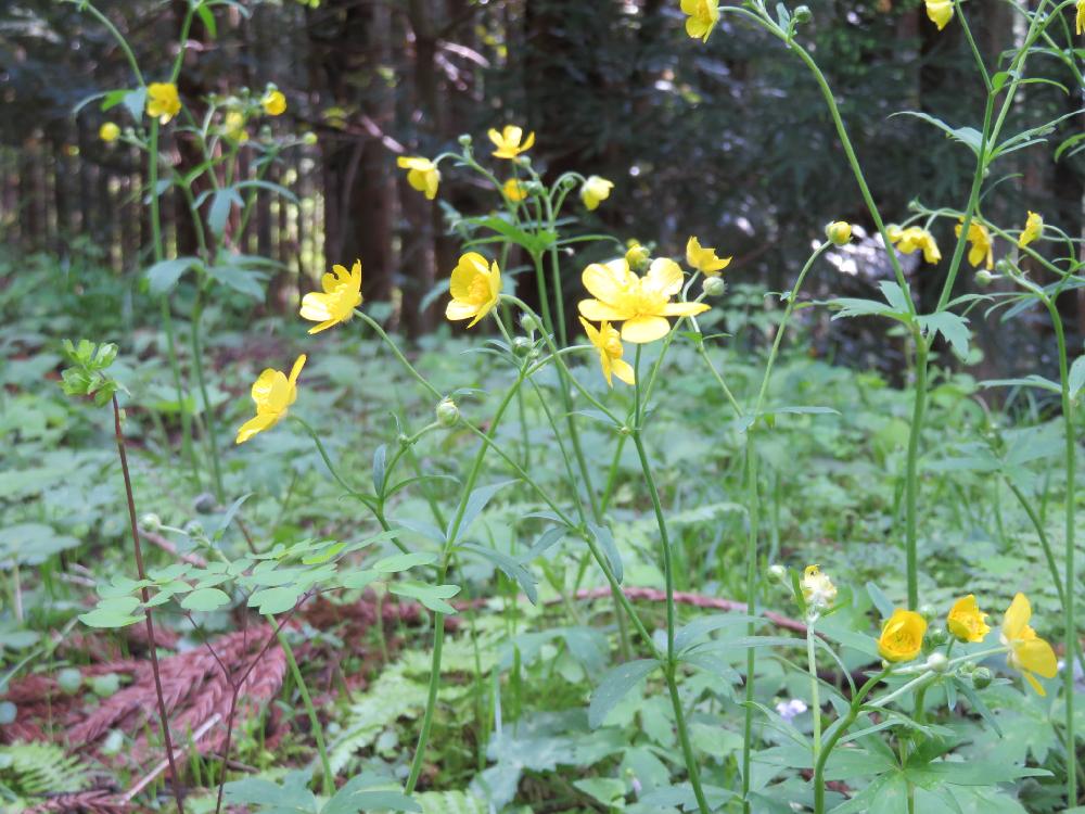 ウマノアシガタの投稿画像 By Tulipさん 野の花と５月とキンポウゲ属と黄色い花と多年草とキンポウゲ科と自然の癒しと山歩きと似た者調べ 18月5月10日 Greensnap グリーンスナップ