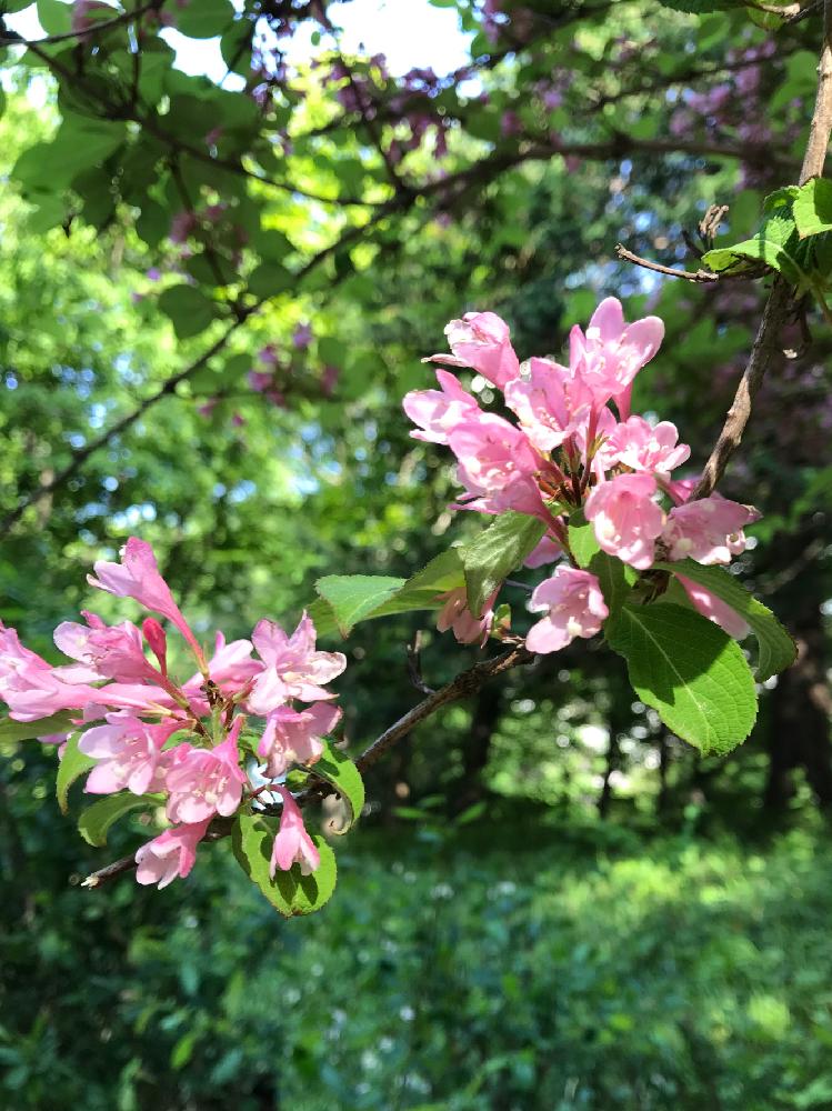 タニウツギの投稿画像 By アルさん ピンクの花と公園と樹木と新緑の５月とピンクの花と公園と樹木と新緑の５月 18月5月10日 Greensnap グリーンスナップ Greensnap グリーンスナップ