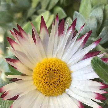 ヘリクリサムシルバーキャンドルの投稿画像一覧 Greensnap グリーンスナップ